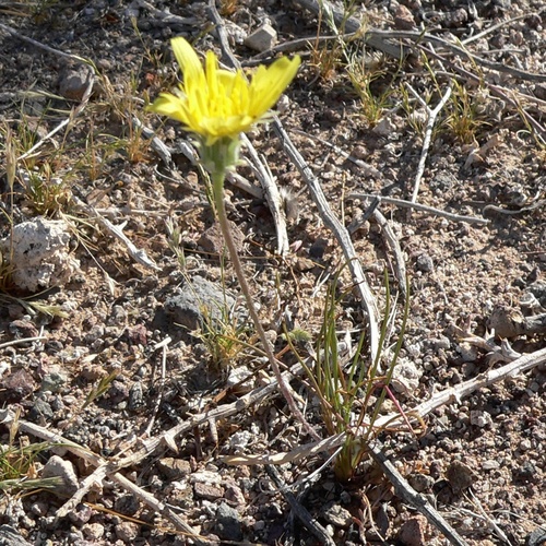 Malacothrix glabrata, photograph 5