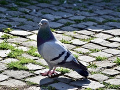 Columba livia domestica