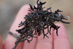 Hypogymnia gracilis