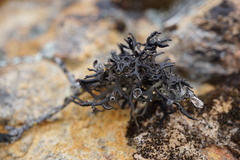Hypogymnia gracilis