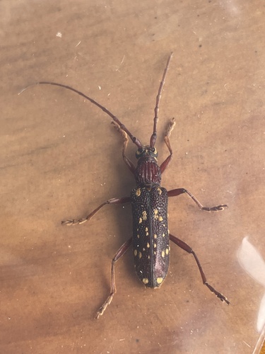 Xoanodera maculata