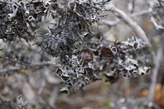 Hypogymnia gracilis