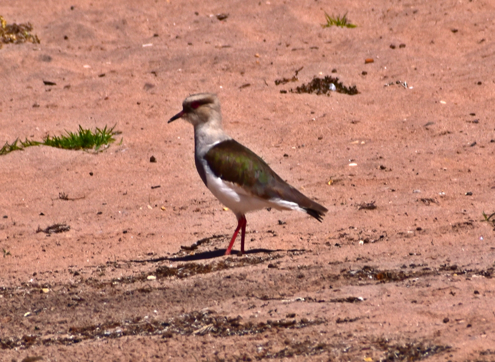 Andean Lapwing (Vanellus resplendens), photo 10