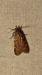 Aglossa electalis