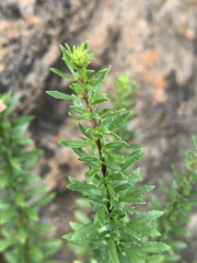 Tetraselago longituba