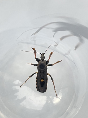 Ectomocoris atrox