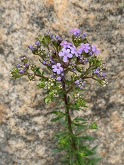 Tetraselago longituba