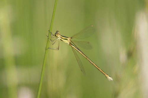 Migrant Spreadwing
