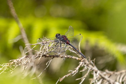 Small Whiteface