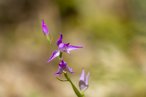 Red Helleborine