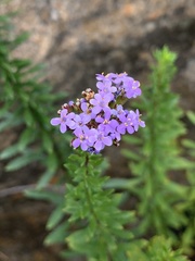 Tetraselago longituba