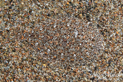 Engyprosopon observed 2026-05-31