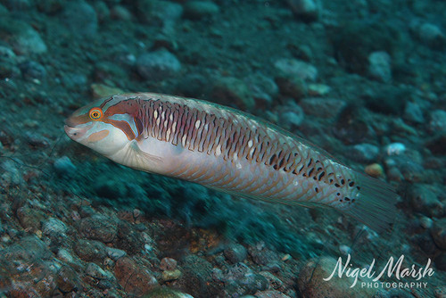 Novaculoides macrolepidotus observed 2026-05-31