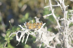 Phyciodes phaon phaon