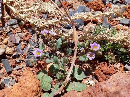 Image of Phacelia gymnoclada by no rights reserved
