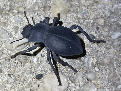 Asbolus mexicanus mexicanus