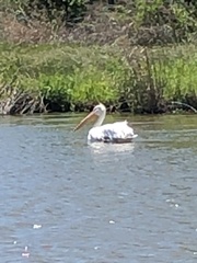 Pelecanus erythrorhynchos