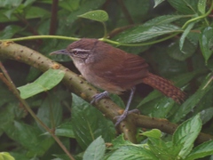 Cantorchilus modestus