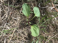 Trillium petiolatum