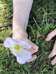 Oenothera speciosa