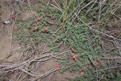 Indigofera glaucescens