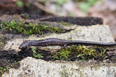 Plethodon electromorphus