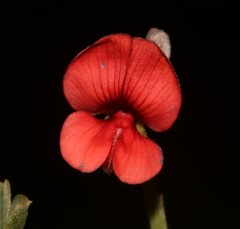 Indigofera glaucescens