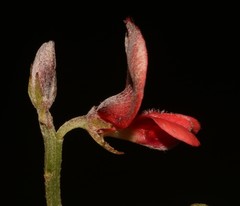 Indigofera glaucescens