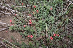 Indigofera glaucescens