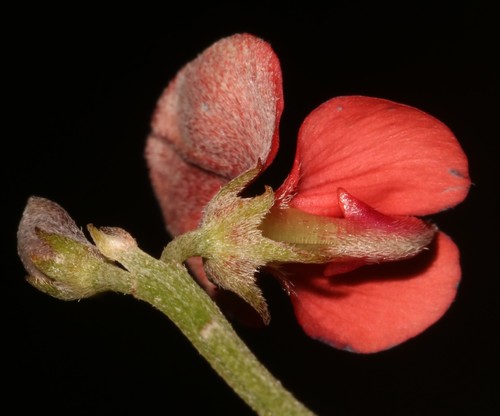 Image of Indigofera glaucescens by (c) Brian du Preez, some rights reserved (CC BY-SA)