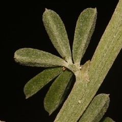 Indigofera glaucescens