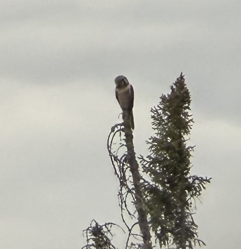 Northern Hawk Owl