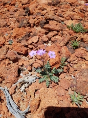 Gilia cana