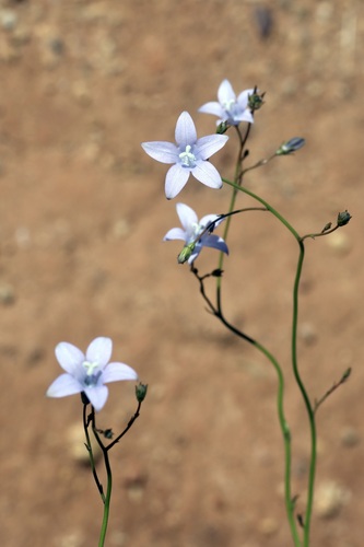 Wahlenbergia undulata