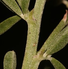 Indigofera glaucescens