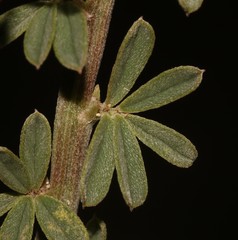 Indigofera glaucescens