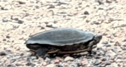 Painted Turtle