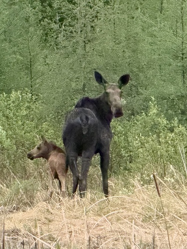 Moose