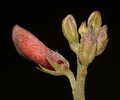 Indigofera glaucescens