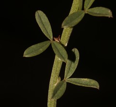 Indigofera glaucescens