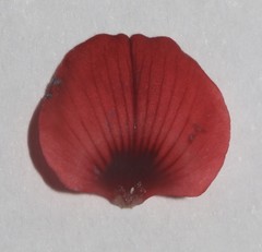 Indigofera glaucescens