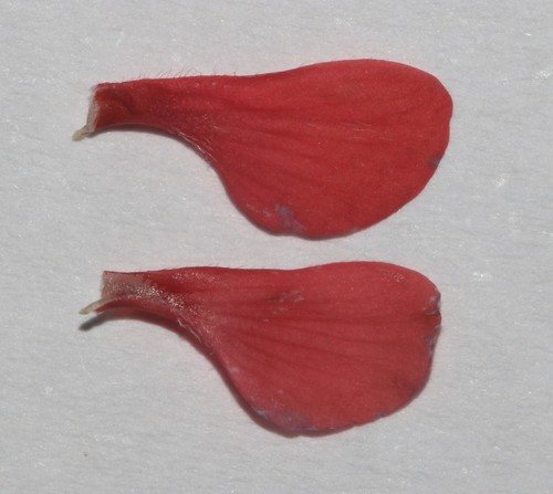 Image of Indigofera glaucescens by (c) Brian du Preez, some rights reserved (CC BY-SA)