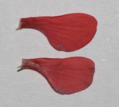 Indigofera glaucescens