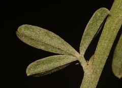 Indigofera glaucescens