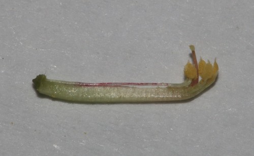 Image of Indigofera glaucescens by (c) Brian du Preez, some rights reserved (CC BY-SA)