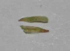 Indigofera glaucescens