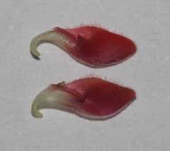 Indigofera glaucescens