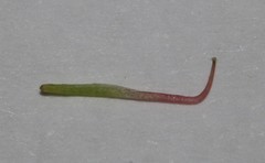 Indigofera glaucescens