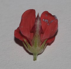 Indigofera glaucescens