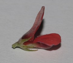 Indigofera glaucescens